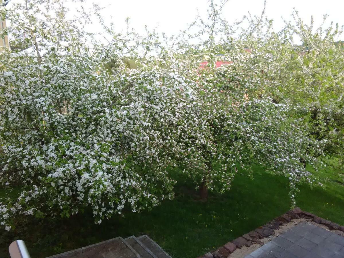 Ferienwohnung Barzen Ralingen Dış mekan fotoğraf